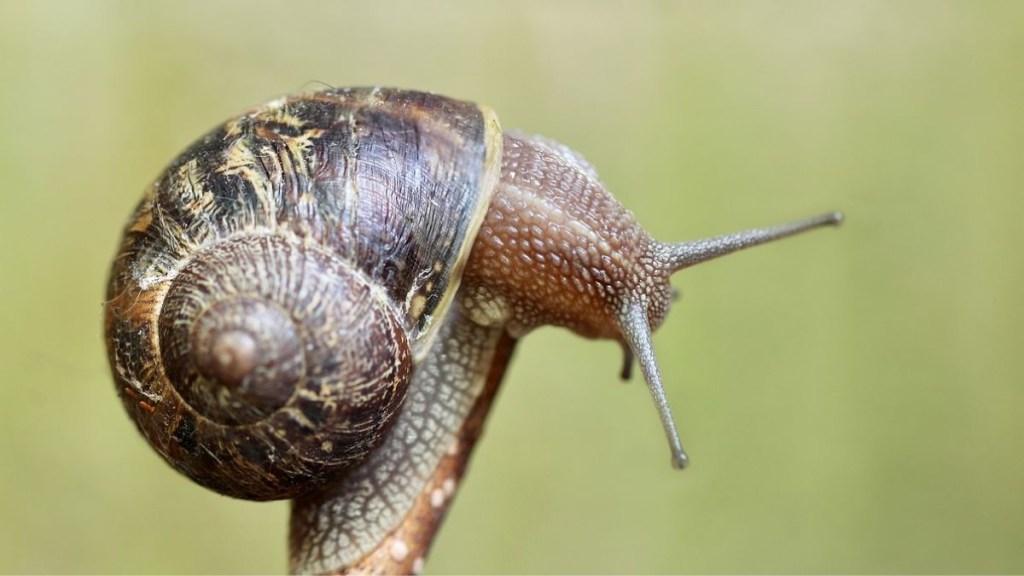 snail, science, science news snail, science, science news