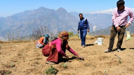 uttarakhand, aromatic valley, farmers, farmers welfare, employment opportunities, employment, jobs, jobs in rural india, jobs in uttarakhand, medical plantation