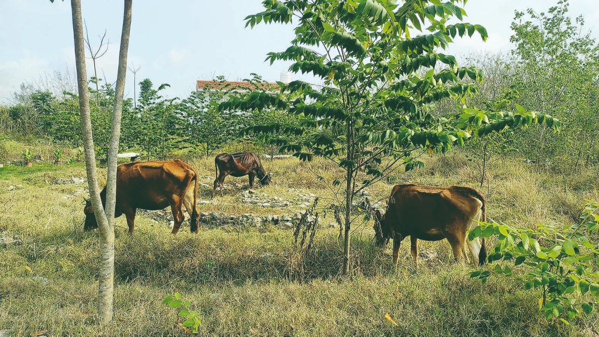 lifetsyle, financial express news, financial express, EaseMyTrip, EaseMyTrip news