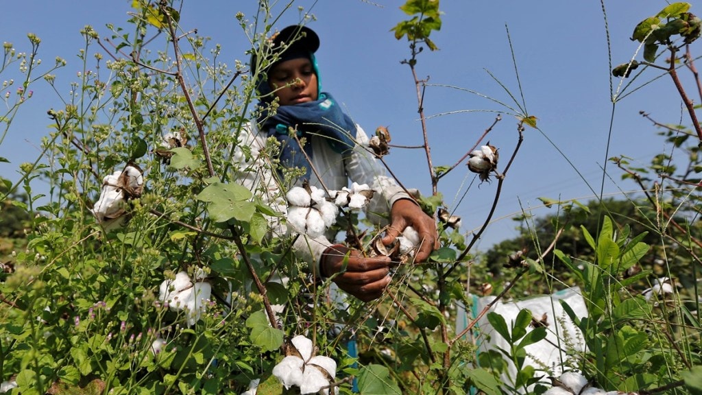 cotton,