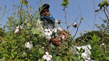 cotton,