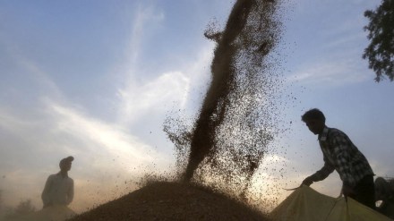 bio-fortified seeds, seeds, bio-fortified seeds India, economy, economy news