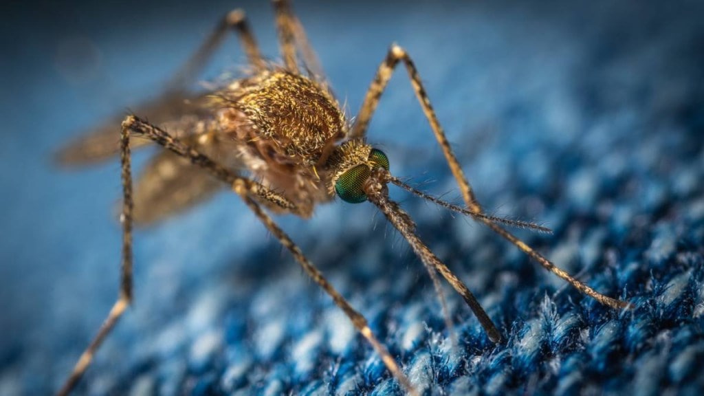 indonesia, dengue, malaria, healthcare, health news, latest news, malaria news