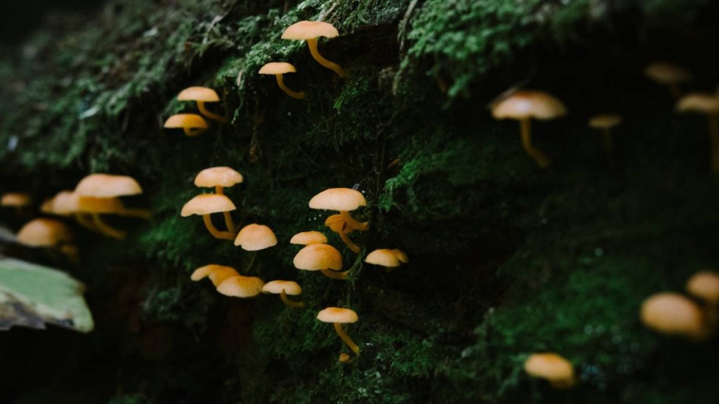 science, fungi, science discovery, science findings, latest discovery, science news