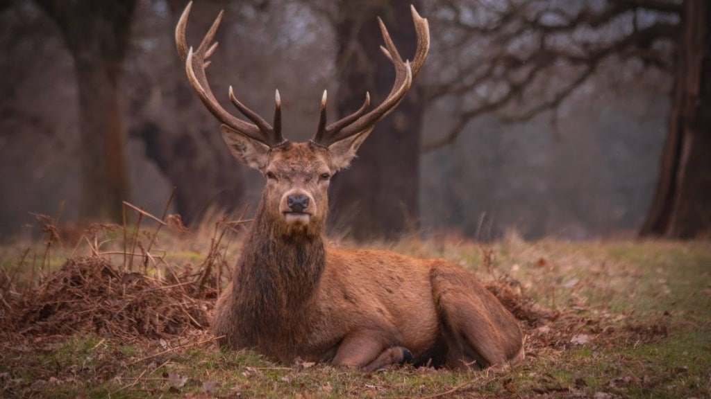 new virus, virus, US virus, Zombie Deer virus, deer virus, US, coronavirus, animal to human virus, animal virus