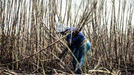 Sugarcane farming, sugarcane plantation, ethanol, ethanol production. ethanol blending