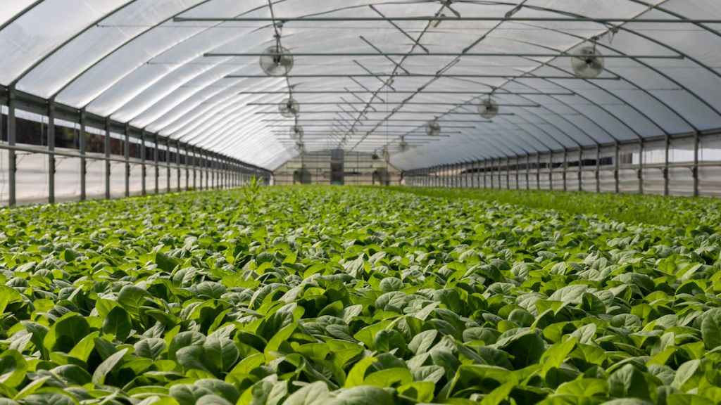 A normal monsoon is a necessary condition for a good agricultural output