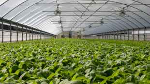 A normal monsoon is a necessary condition for a good agricultural output