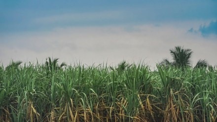 Food inflation, ministry of food india, food inflation in india, inflation figures, indian economy, economy news, business news