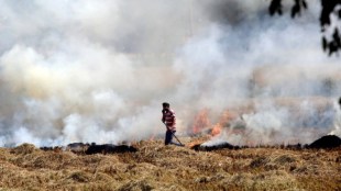stubble burning, stubble burning India, stubble burning India, stubble burning Delhi