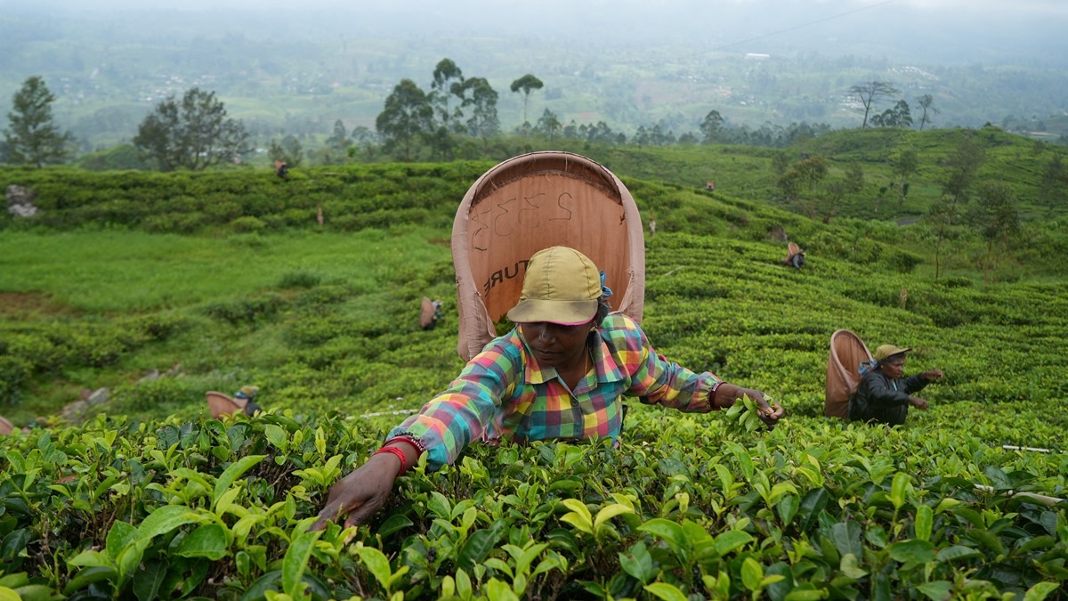Tea production, tea production news, Business news, top news, latest news, latest news on tea,