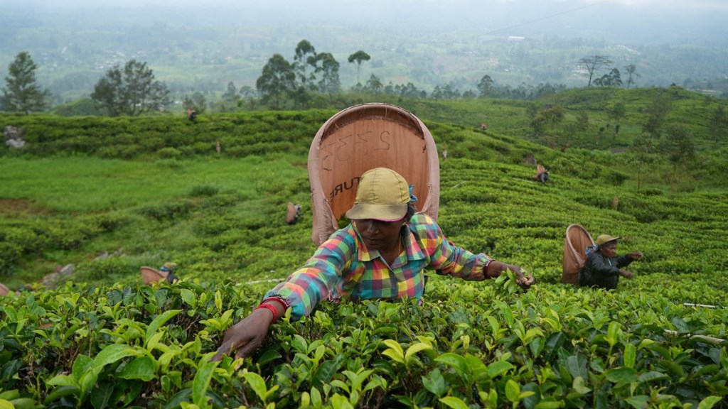 Tea production, tea production news, Business news, top news, latest news, latest news on tea, Tea production, tea production news, Business news, top news, latest news, latest news on tea,