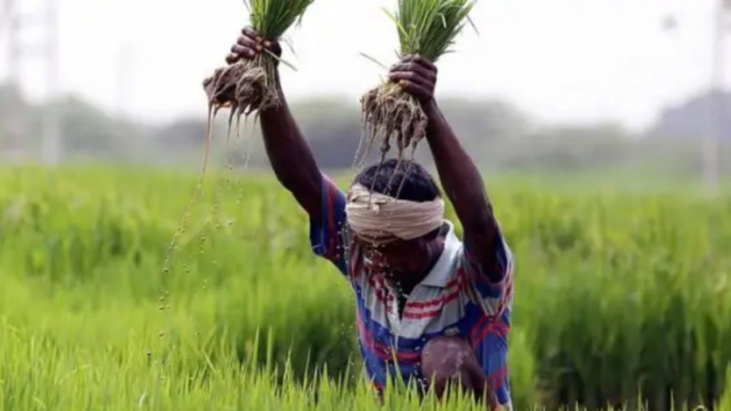 paddy procurement. govt paddy procurement, economy, Indian economy