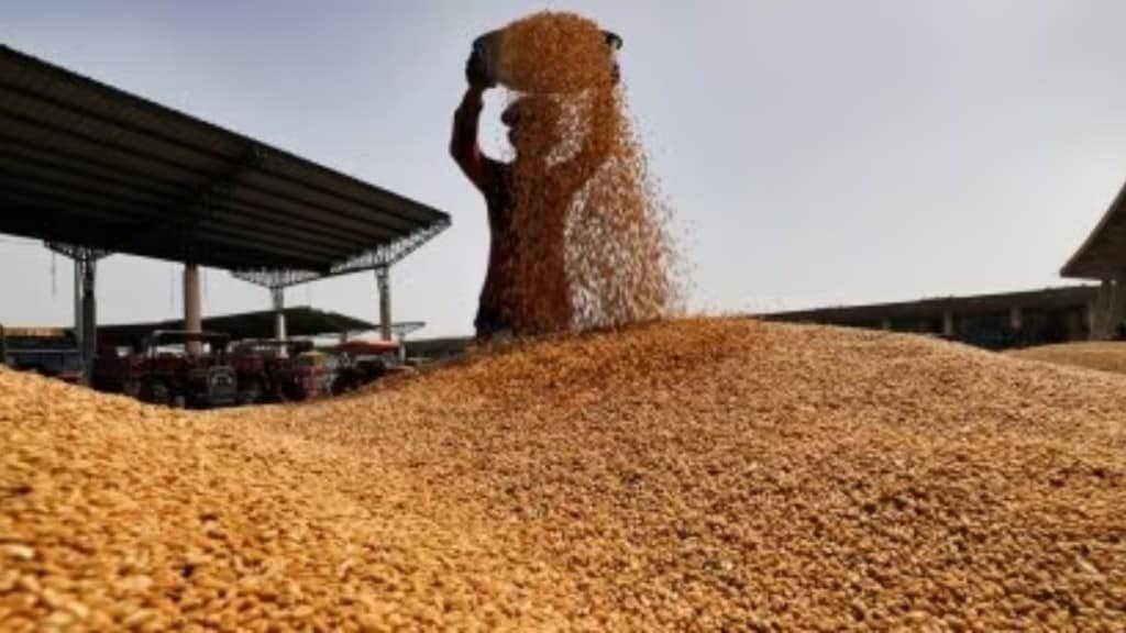 Wheat stook, wheat news, wheat stock govt, wheat stock buffer