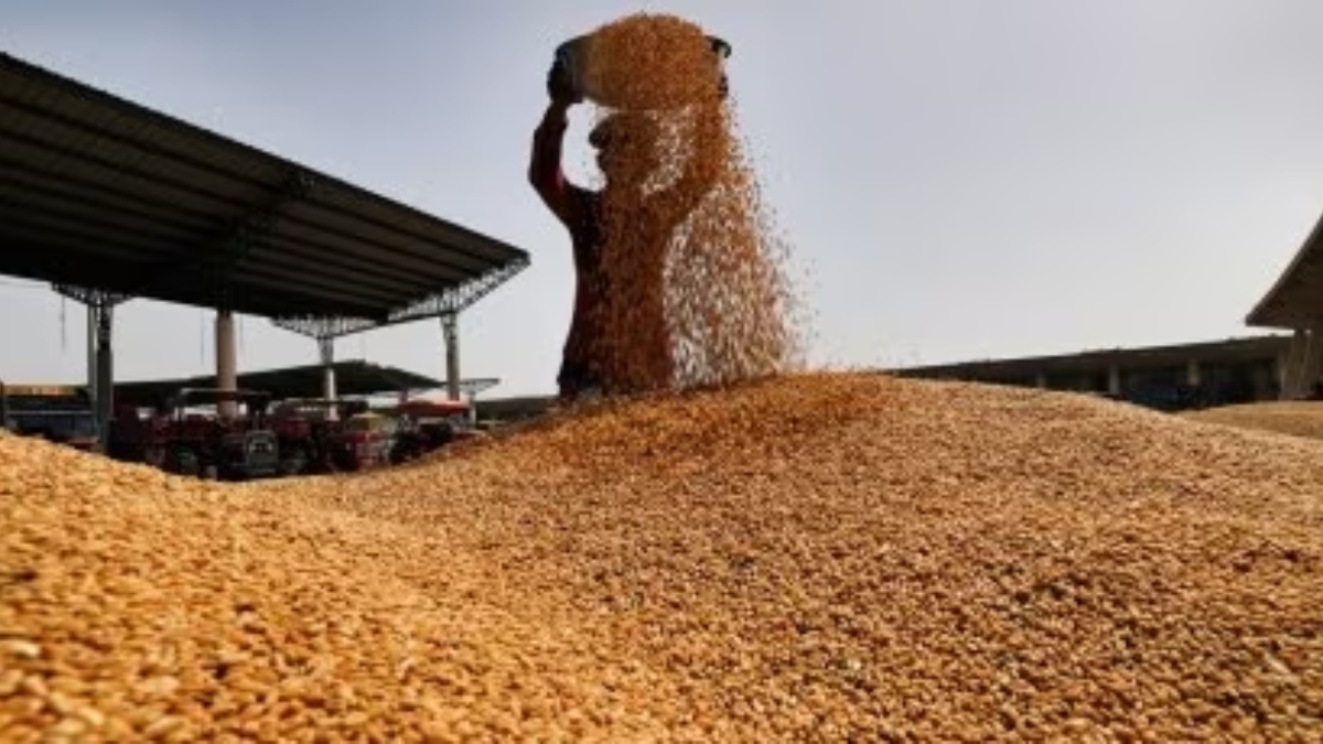 Wheat stook, wheat news, wheat stock govt, wheat stock buffer Wheat stook, wheat news, wheat stock govt, wheat stock buffer