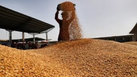 Wheat stook, wheat news, wheat stock govt, wheat stock buffer
