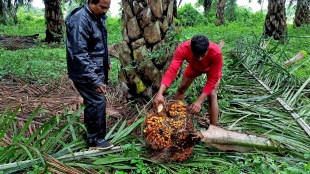 India's December palm oil imports rose 1.9% (Image/Reuters)