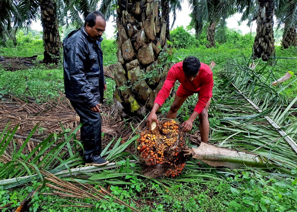 India's December palm oil imports rose 1.9% (Image/Reuters)