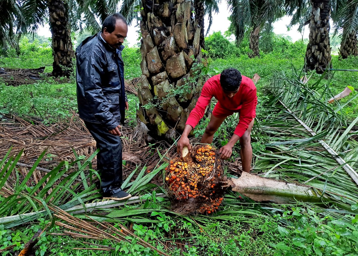 India's December palm oil imports rose 1.9% (Image/Reuters)