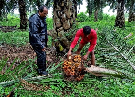 India's December palm oil imports rose 1.9% (Image/Reuters)
