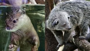 Bearcat and Small-clawed Otter