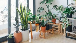 plants, communication, japanese study