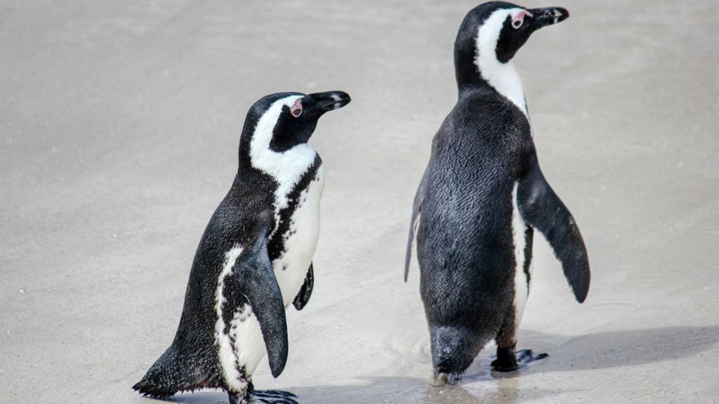 apocalypse, penguins, Antarctic, H5N1 bird flu, king penguin death, remote populations, ecological disaster, avian influenza, susceptibility, polar ecosystems, global outbreak, vulnerable species apocalypse, penguins, Antarctic, H5N1 bird flu, king penguin death, remote populations, ecological disaster, avian influenza, susceptibility, polar ecosystems, global outbreak, vulnerable species