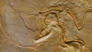 fossil, ancient fossil, flying reptiles