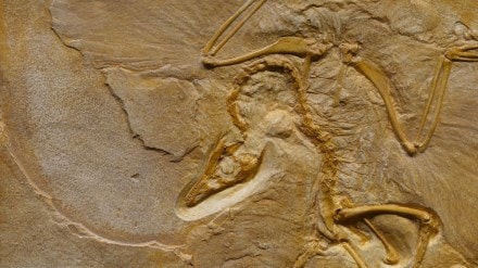 fossil, ancient fossil, flying reptiles