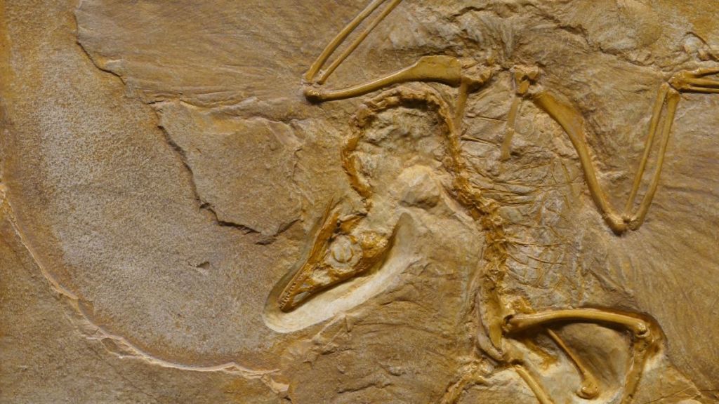fossil, ancient fossil, flying reptiles