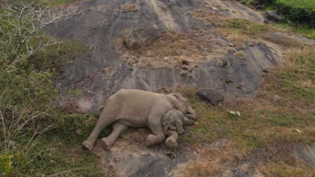 baby elephant, phant, viral photo, anand mahindra, tamil nadu, viral baby elephant photo, anand mahindra