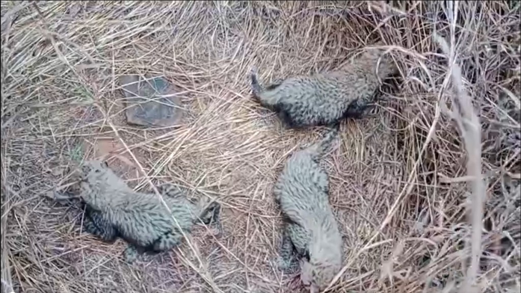 Good news! Namibian Cheetah Aasha welcomes three cubs at Kuno National Park Good news! Namibian Cheetah Aasha welcomes three cubs at Kuno National Park