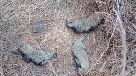 Good news! Namibian Cheetah Aasha welcomes three cubs at Kuno National Park Good news! Namibian Cheetah Aasha welcomes three cubs at Kuno National Park