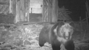 Tibetan bear, rare tibetan bear, sikkim, rare bear sighting