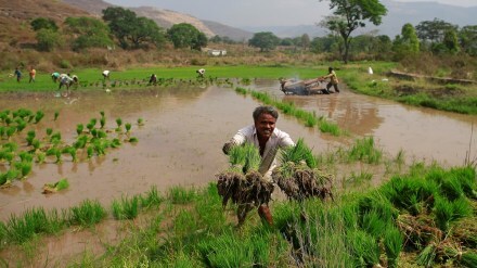Real rural wages, consumption demand, MGNREGS, Mahatma Gandhi National Rural Employment Guarantee Scheme, Periodic Labour Force Survey, top news, latest news, business news,