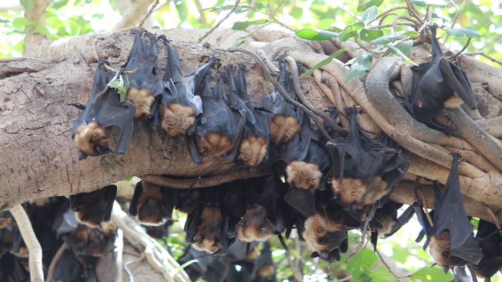 Nipah virus, Nipah virus outbreak, Nipah virus vaccine, oxford university, healthcare news, vaccine news,