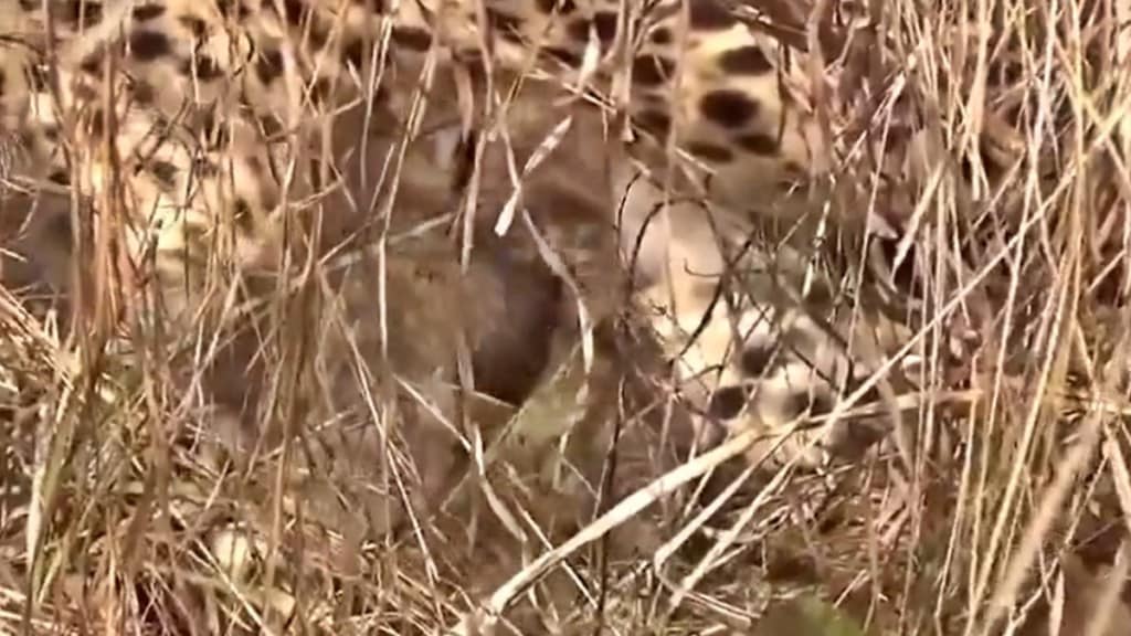 MP: Cheetah gives birth to three cubs at Kuno National Park | Watch VIDEO MP: Cheetah gives birth to three cubs at Kuno National Park | Watch VIDEO