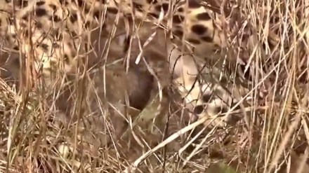 MP: Cheetah gives birth to three cubs at Kuno National Park | Watch VIDEO MP: Cheetah gives birth to three cubs at Kuno National Park | Watch VIDEO