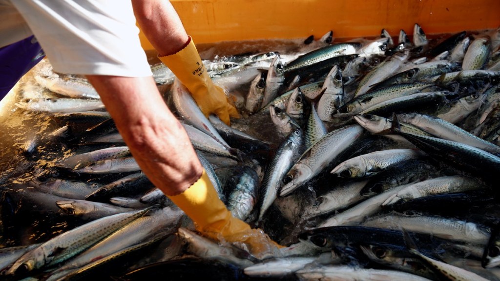 Interim Budget 2024, Budget 2024, fishieries, fishing, top news, latest news, economy news,