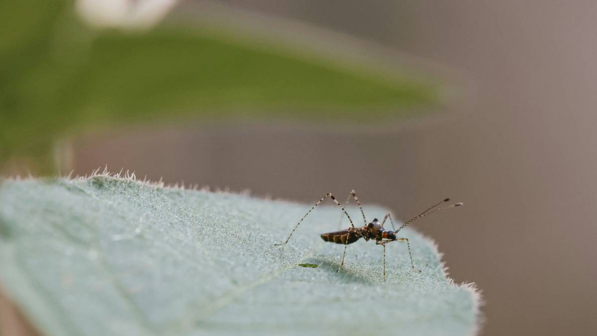 dengue, nus, dengue research, dengue mosquitoes, mosquitoes, dengue study, nus study, latest study on dengue