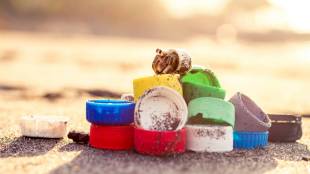 hermit crab, hermit crab with plastic, plastic in ocean, crabs, water poluttion, ocean pollution, hermit crab with plastic study