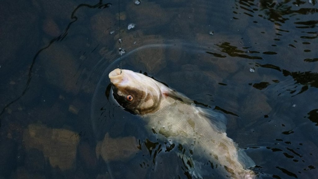 aquaexchange, aquaculture, ocean 14 capital, endiya partners, Accion Venture Labs, fisheries, fish exports, shrimps, aqua exports, startup funding aquaexchange, aquaculture, ocean 14 capital, endiya partners, Accion Venture Labs, fisheries, fish exports, shrimps, aqua exports, startup funding