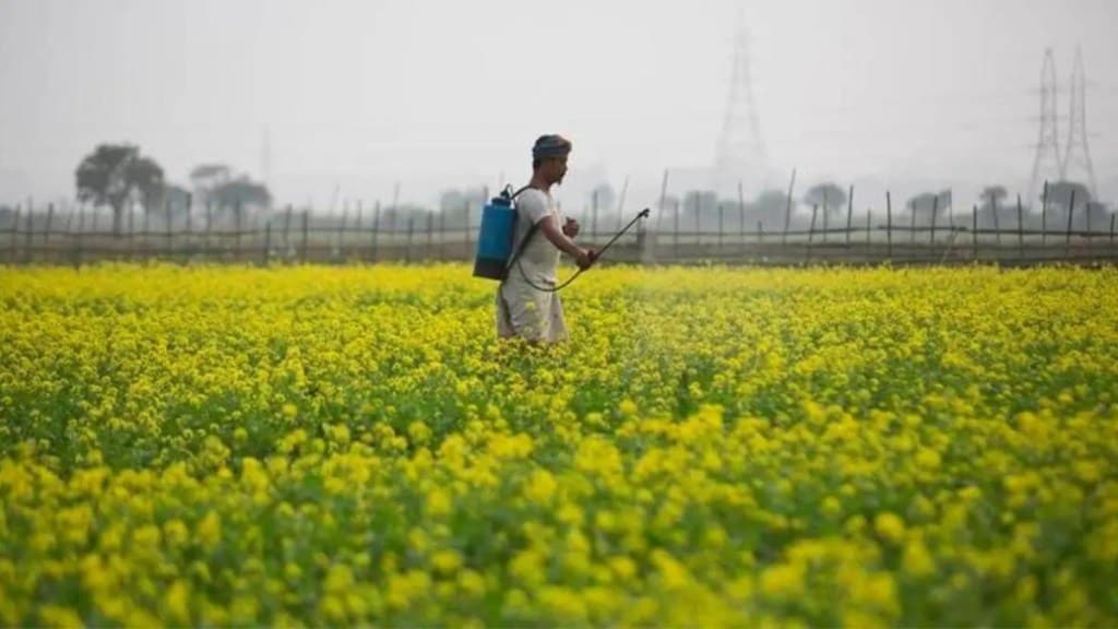 Rai said that mustard production this year would be a record if weather remains conducive during the next four to six weeks. (Express)