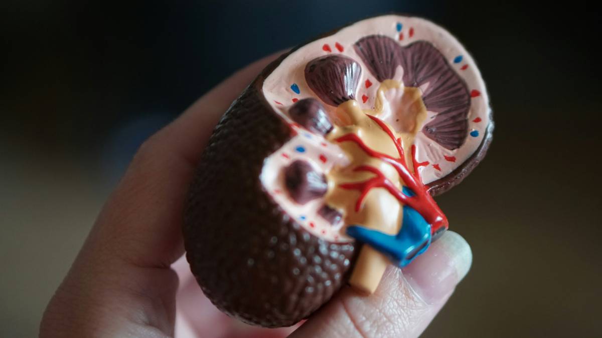 kidney stone, kidney stone symptoms, kidney stones, kidney stone prevention, 5 tips to detect kidney stone, health news, symptoms, detect kidney stone