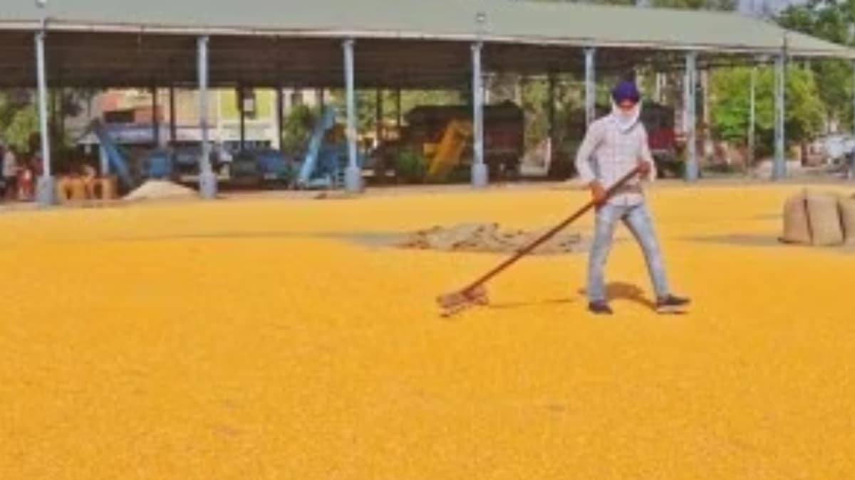 India maize output, maize output, maize news, financial express