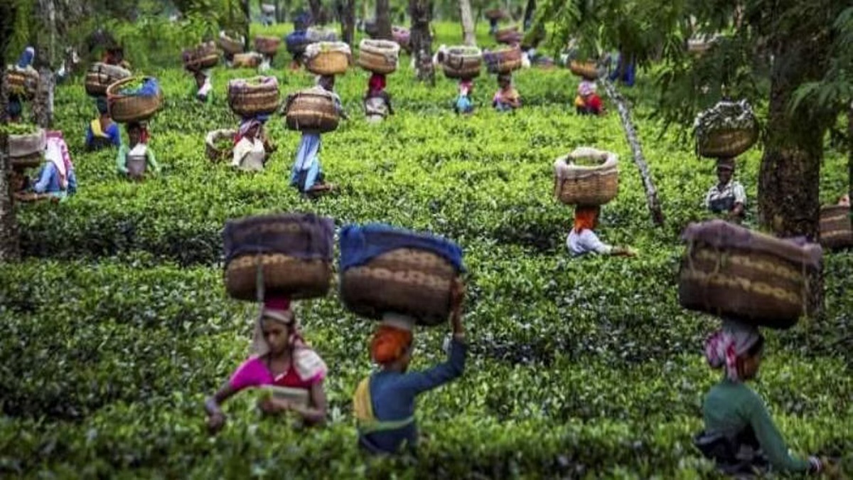 tea production
