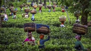 tea production