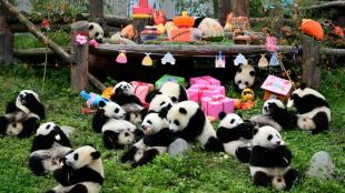 china, us, us and china relations, panda diplomacy, international relations