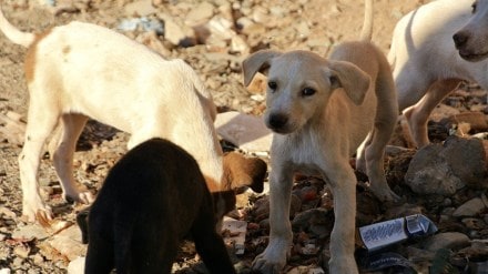 Noida high rise society Noida high rise society