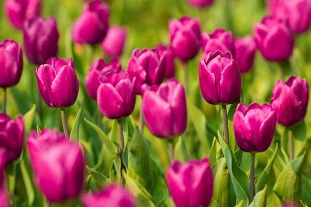 The cultivation began in mid-Dec last year at major parks, gardens and roundabouts and in the vicinity of the vice-president's bungalow, 11 Murti and Shanti Path. (PTI Photo)